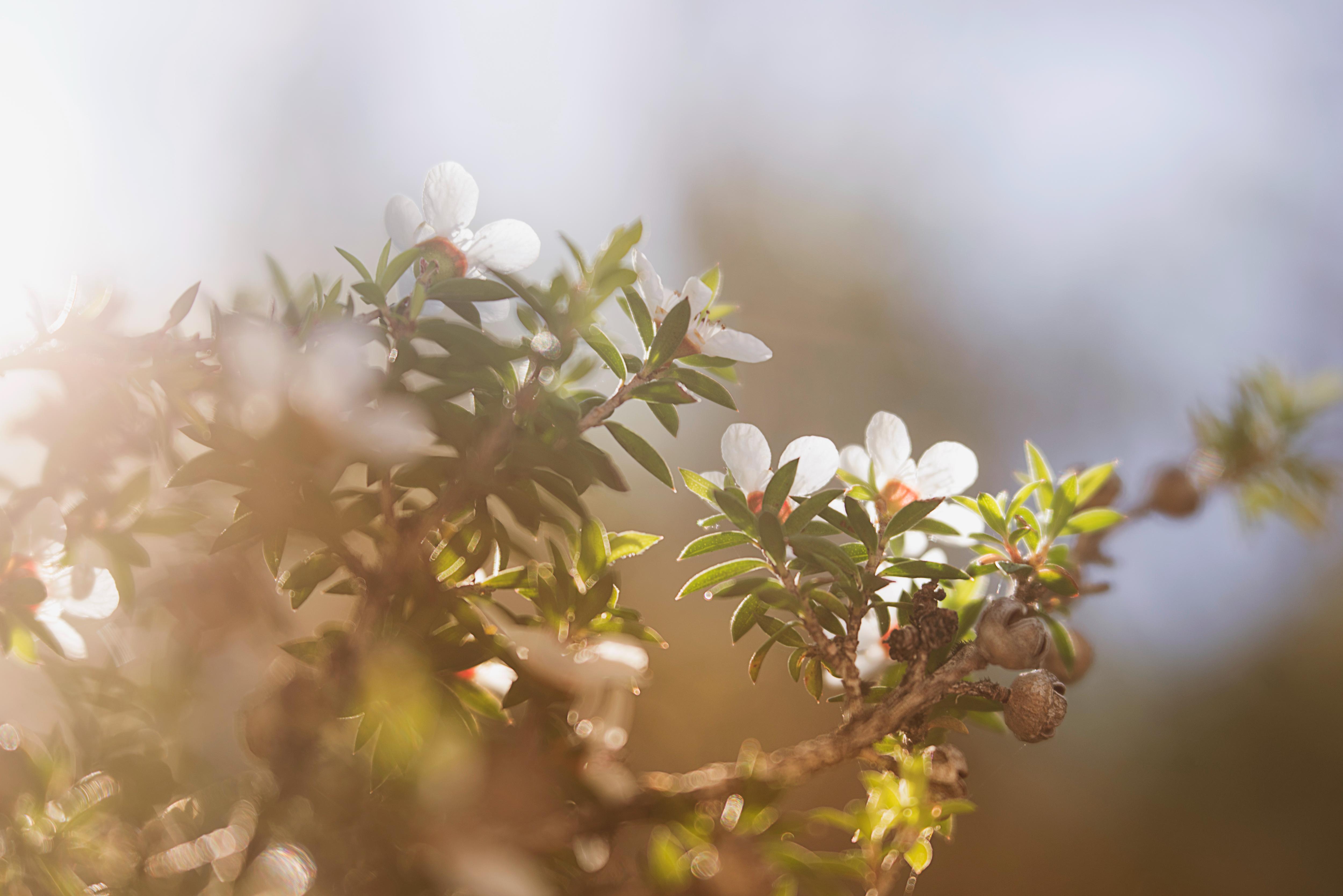 How do I know what real mānuka honey is?